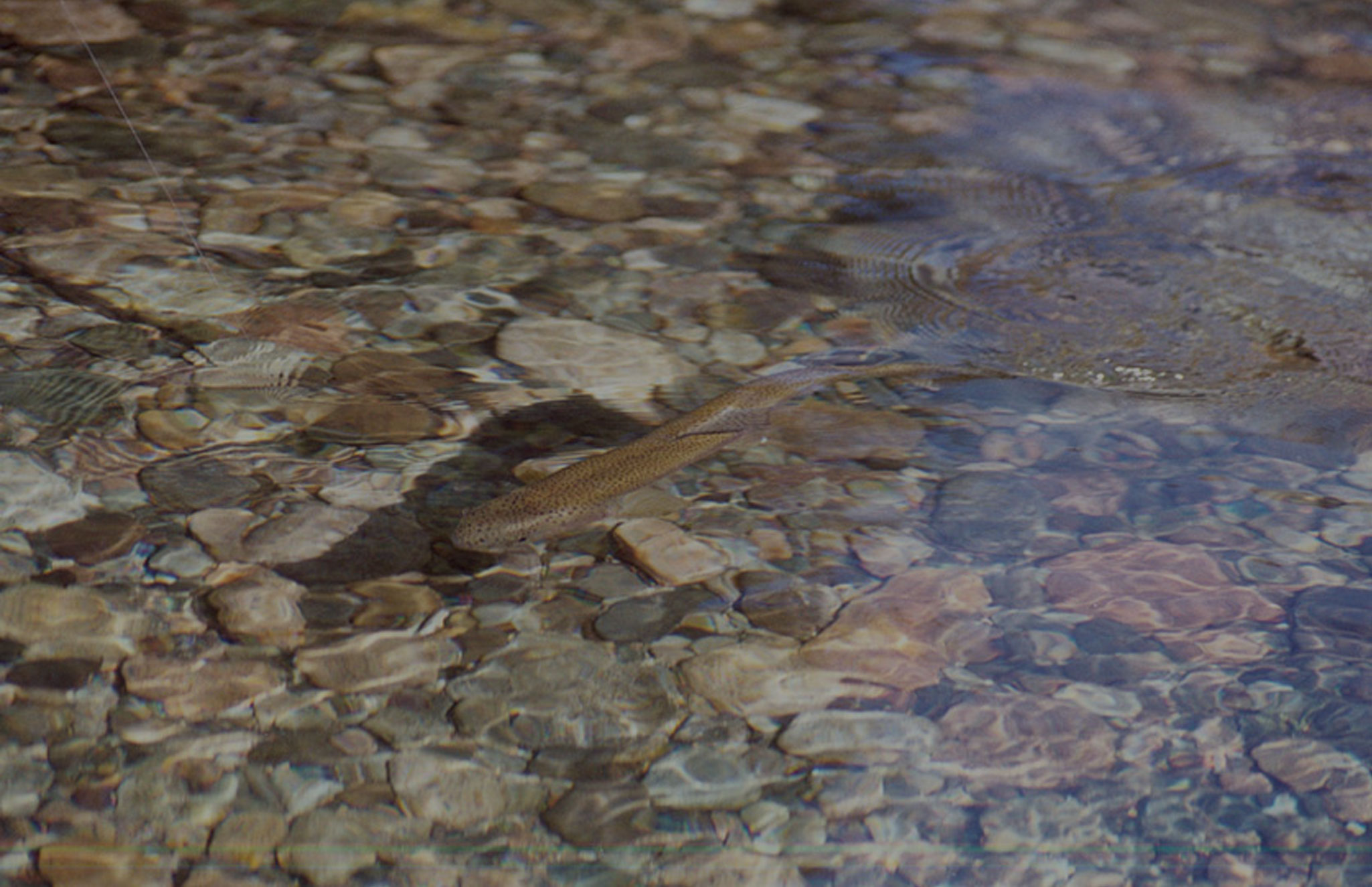 All inclusive: Pesca con mosca y aventura - Imagen 14