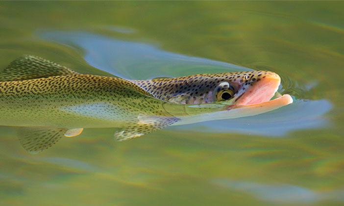 trucha-4